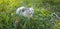 Kitten and grass