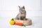 kitten gray breed, the Burmese is sitting in a wicker basket. Next toy crocheted in the form of fruit. White background.