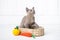 kitten gray breed, the Burmese is sitting in a wicker basket. Next toy crocheted in the form of fruit. White background.