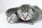 Kitten gray newborn sad little kid