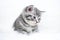 Kitten gray striped color portrait lying