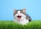 Kitten in green grass with mouth wide open