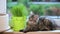 Kitten with green grass on windowsill