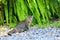 Kitten grey cute on floor stone