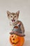 A kitten with a grin and a Halloween decoration