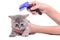 Kitten grooming comb