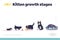 Kitten growth stages concept of landing page with cat growing from small kitty to adult