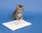 Kitten with guest book