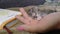 kitten hand little animals