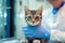 Kitten in the hands with blue medical gloves. Medical veterinary visit.