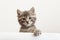 Kitten head with paw up peeking over blank white sign placard. Pet kitten curiously peeking behind white banner background with