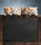 Kitten head with paws up peeking over blank blackboard, Pet kitten curiously peeking behind white background, Tabby baby cat