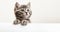 Kitten head with paws up peeking over blank white sign placard. Pet kitten curiously peeking behind white background. Tabby baby