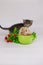 Kitten with a hedgehog. Hedgehog sitting in a green mug