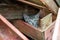 Kitten hides in heaped wooden crates. Shelter and safety. Homeless domestic cat. Exploration of the environment. Courage