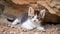 A kitten hides under the rocks