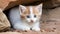 A kitten hides under the rocks