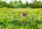 Kitten hiding among green grass