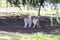 A kitten is hiding from heat in the shade of a tree.