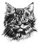 Kitten ink drawing. Cute cat sketch portrait, domestic kitty direct look black engraving on white background
