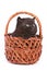 Kitten inside wooden basket