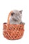 Kitten inside wooden basket