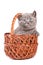 Kitten inside wooden basket