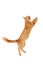 Kitten jumping