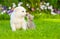 kitten kissing White Swiss Shepherd`s puppy on green grass