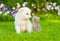 Kitten kissing White Swiss Shepherd`s puppy on green grass