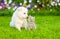 Kitten kissing White Swiss Shepherd`s puppyon green grass