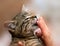 Kitten licking finger