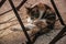 Kitten licking its fur in a farm