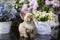 kitten and lily of the valley, burmese cat