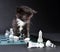 Kitten looking at glass chess board with pieces