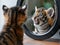 kitten looking in the mirror and feeling like a tiger, concept of self-confidence or insecurity