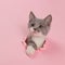 The kitten is looking through torn hole in pink paper. Playful mood kitty. Unusual concept, copy space