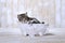 Kitten Lounging in a Clawfoot Bathtub With Bubbles