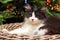 Kitten Lying in Basket before on a Christmas Tree