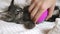 Kitten lying and enjoying while being brushed, woman combing fur of small kitty cat. Pets health care and lifestyle