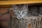 Kitten lying and resting on a stump