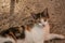 Kitten lying on sand in a farm