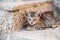 Kitten lying on a stone step