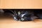 Kitten lying under drawer of wardrobe