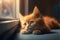 Kitten lying on a window sill, looking outside, generative ai