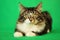 Kitten maine coon of gray tiger color with white breast in couhed position and attentive look on green background