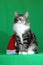 kitten Maine Coon gray tiger with a white neck and a proud and majestic look while sitting next to a Santa hat on a green backgr