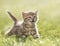 Kitten meowing in the green grass