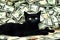 Kitten money, kitten on a pile of money, black cat with money