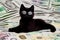 Kitten money, kitten on a pile of money, black cat with money